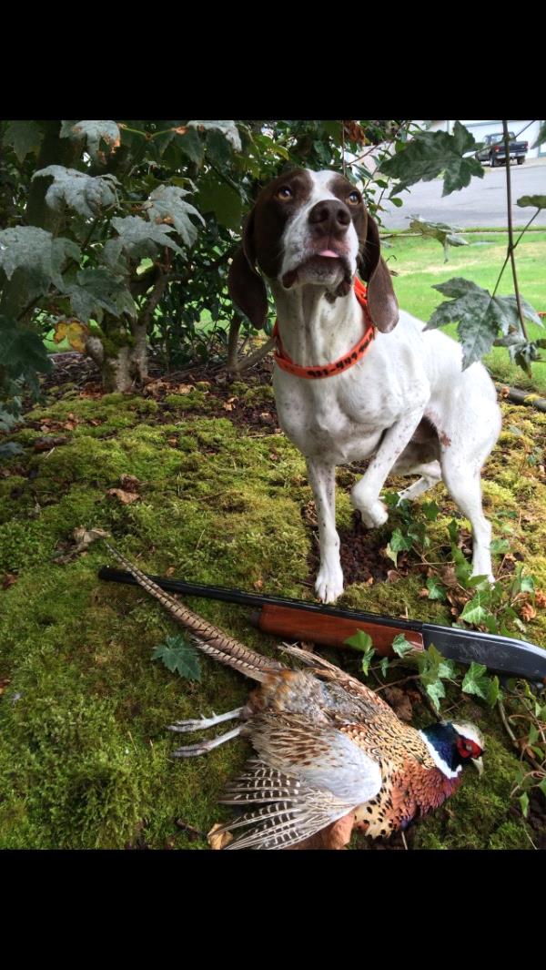 /images/uploads/southeast german shorthaired pointer rescue/segspcalendarcontest2019/entries/11392thumb.jpg